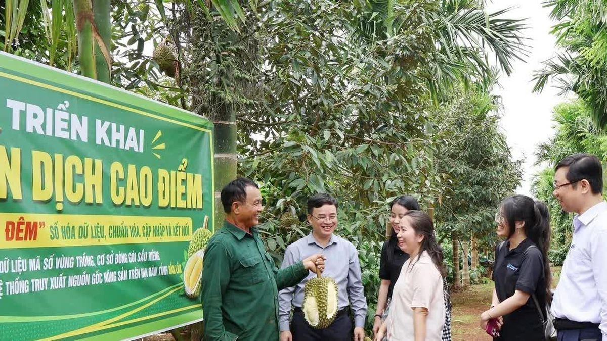 Đắk Lắk ra mắt Bản đồ số nông sản và phát động chiến dịch '30 ngày đêm' chuẩn hóa dữ liệu sầu riêng - Báo Tin Tức TTXVN