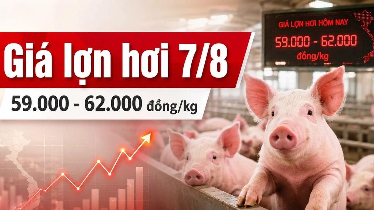 Giá lợn hơi hôm nay 7/8/2026: Nhiều nơi xuống 59.000 đồng/kg - Báo Lào Cai