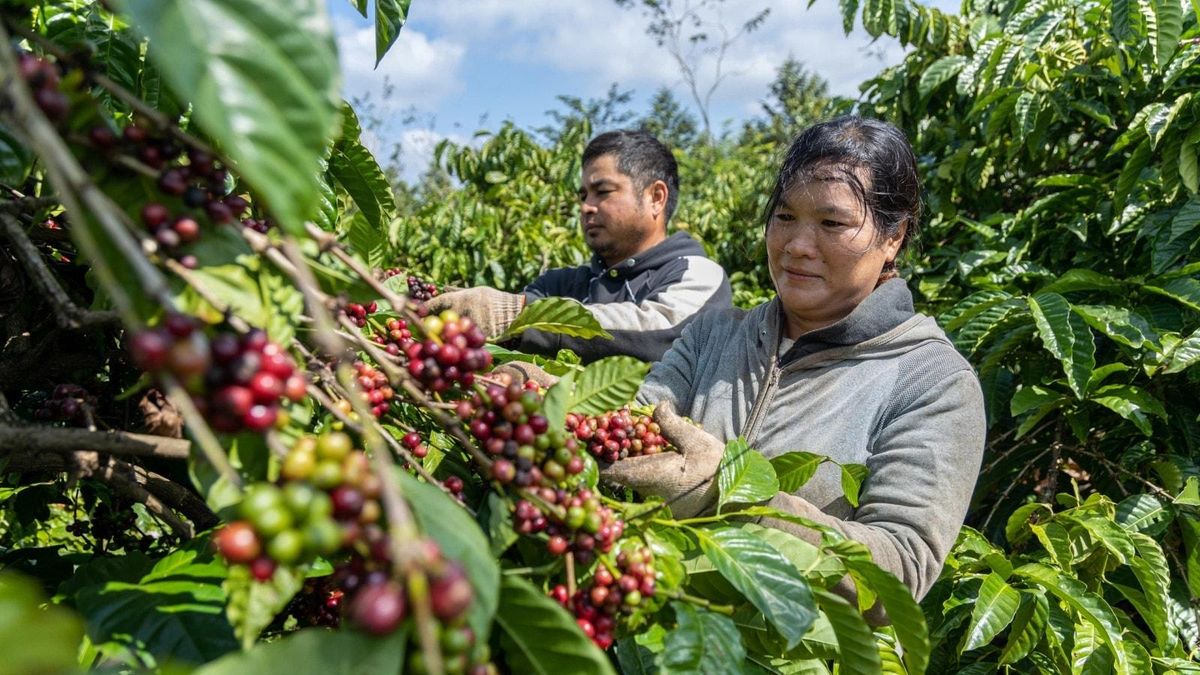 Giá cà phê hôm nay 7/8: Việt Nam xuất khẩu 1,2 tấn cà phê trong 7 tháng đầu năm 2026 - Tạp chí Công thương