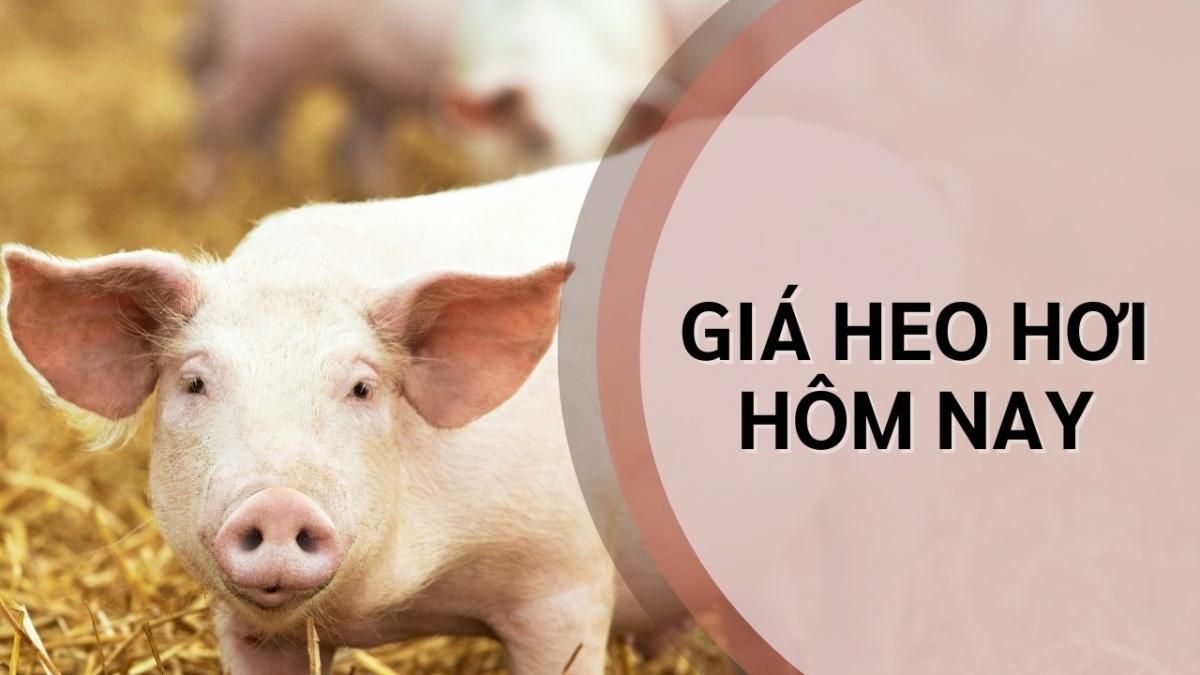 Ngày 7/8: Giá heo hơi giảm xuống dưới mốc 60.000 đồng/kg - Thời báo Tài chính