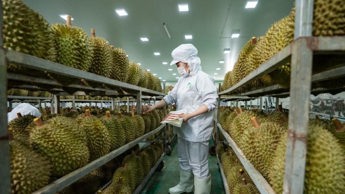 50 cơ sở đủ điều kiện kiểm nghiệm sầu riêng, mít xuất khẩu sang Trung Quốc - Thời báo Tài chính