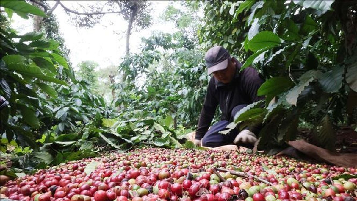 Bản tin nông sản hôm nay (8-8): Giá cà phê đảo chiều giảm mạnh - Báo Quân Đội Nhân Dân