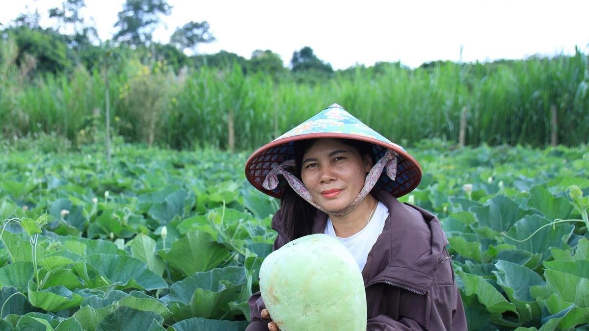 Trồng bầu khổng lồ lấy hạt xuất khẩu, người dân Đắk Lắk thu về trăm triệu - Báo VietnamNet