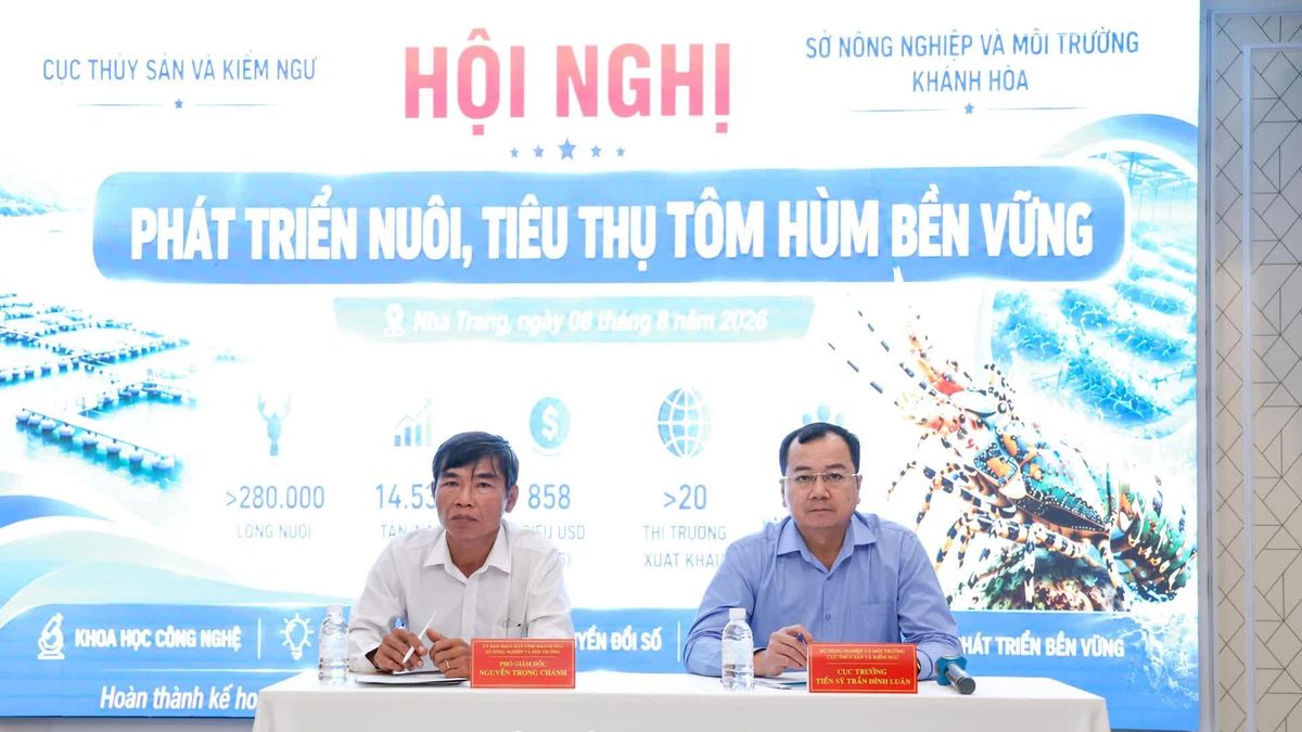 Tìm giải pháp phát triển nuôi và tiêu thụ tôm hùm bền vững - Báo Khánh Hòa