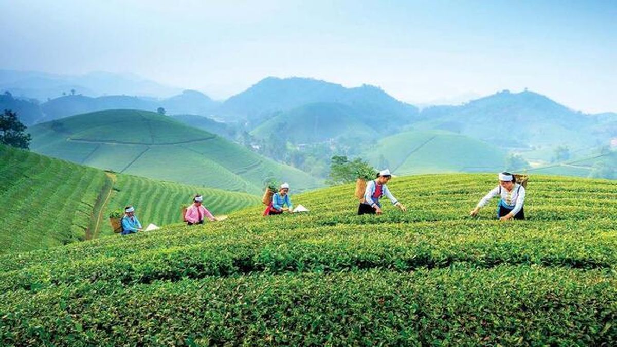 Mua nguyên liệu từ nông dân thiếu hóa đơn, doanh nghiệp có phải truy xuất nguồn gốc? - Tạp chí Tài Chính Doanh Nghiệp