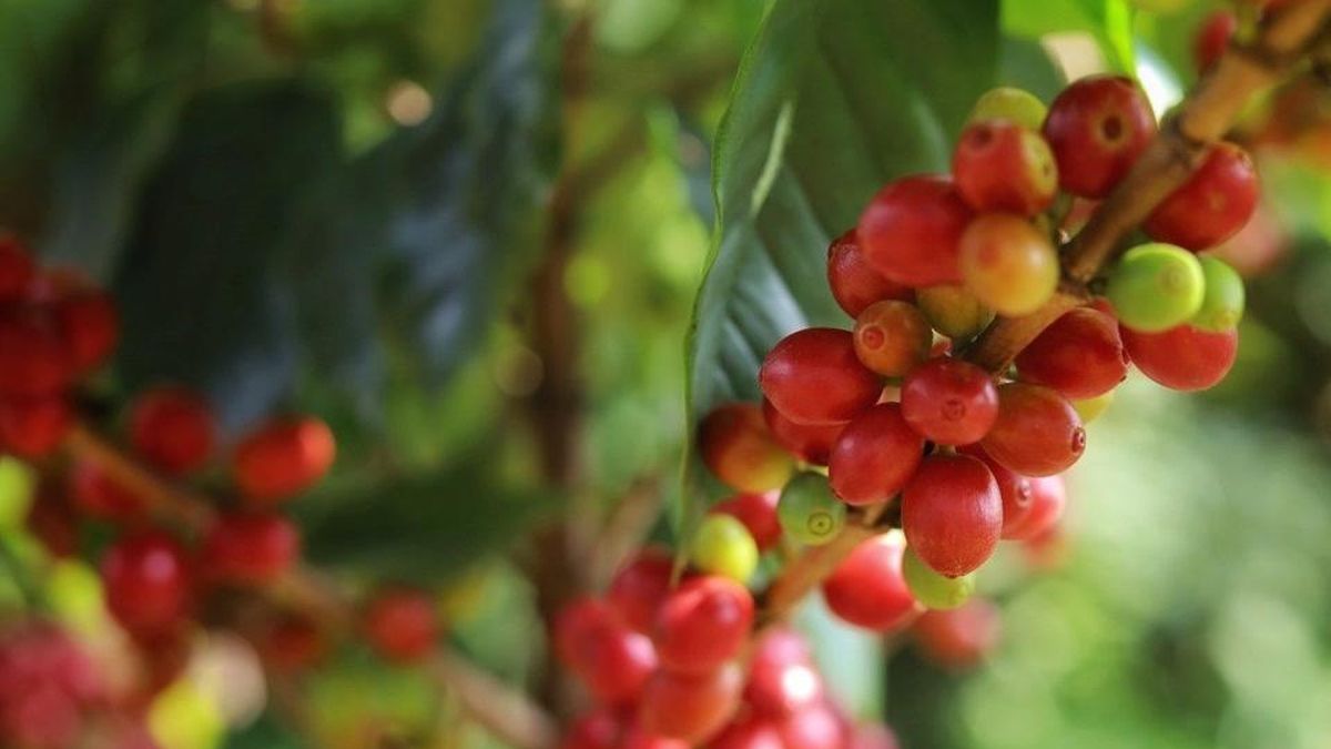 Bản tin nông sản hôm nay (11-8): Giá cà phê tăng nhẹ - Báo Quân Đội Nhân Dân