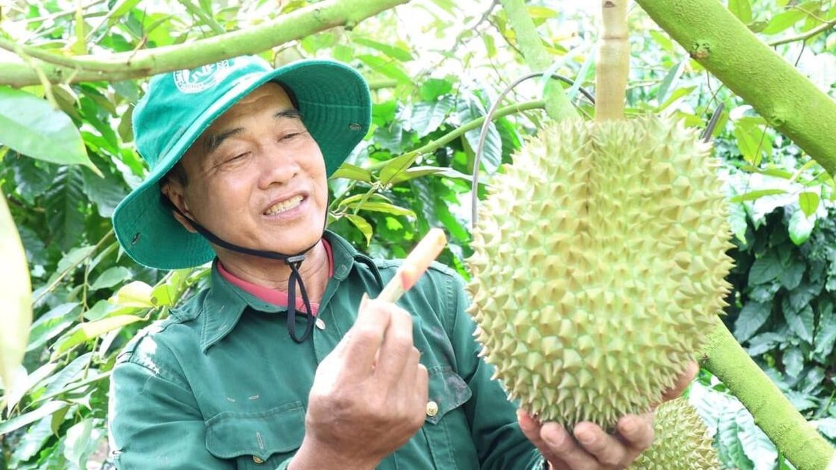 Triển khai 'Chiến dịch 30 ngày đêm', Đắk Lắk huy động tổng lực cấp mã số vùng trồng - Đại Biểu Nhân Dân