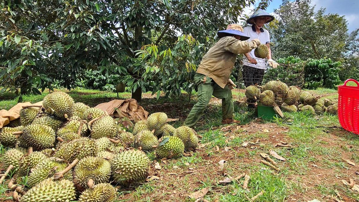 Sầu riêng Việt Nam 'bùng nổ', đạt 2,08 triệu tấn: Báo động dư thừa, giá giảm - Báo VietnamNet