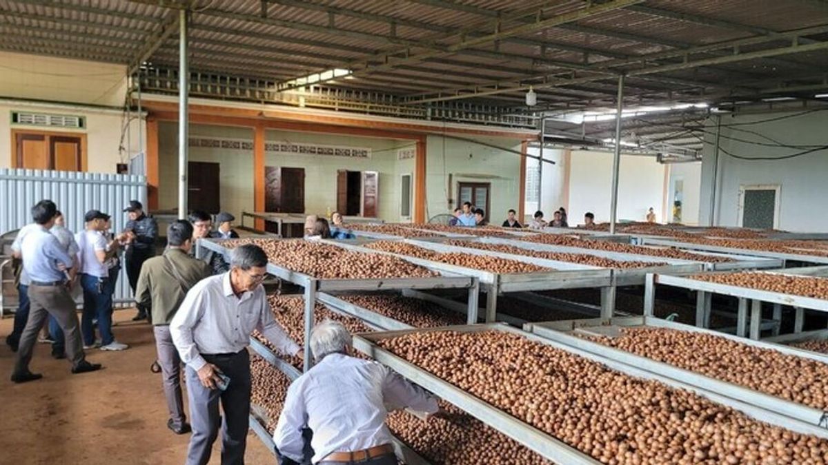Đắk Lắk dành 1,6 tỷ đồng hỗ trợ đổi mới công nghệ chế biến nông sản - Đại Biểu Nhân Dân