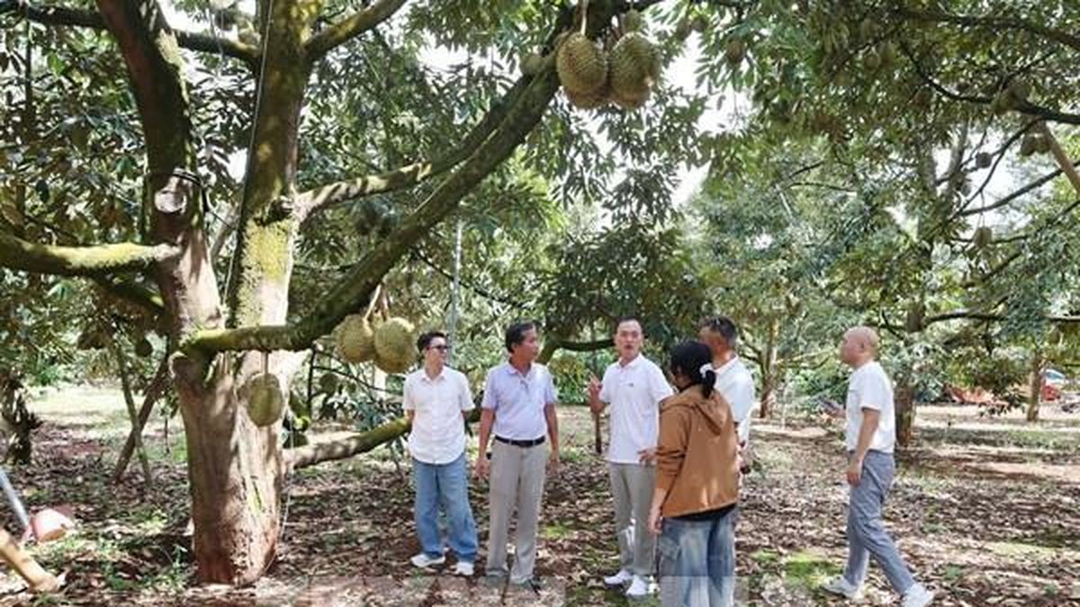 Trăm năm sầu riêng Đắk Lắk - Bài 1: 'Người gác gió' đi qua thế kỷ - Bnews