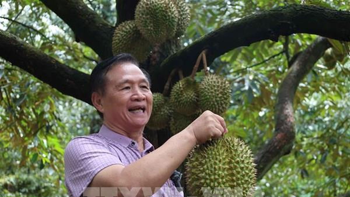 Trăm năm sầu riêng Đắk Lắk - Bài 2: Để vị ngọt sầu riêng đi tiếp trăm năm - Bnews