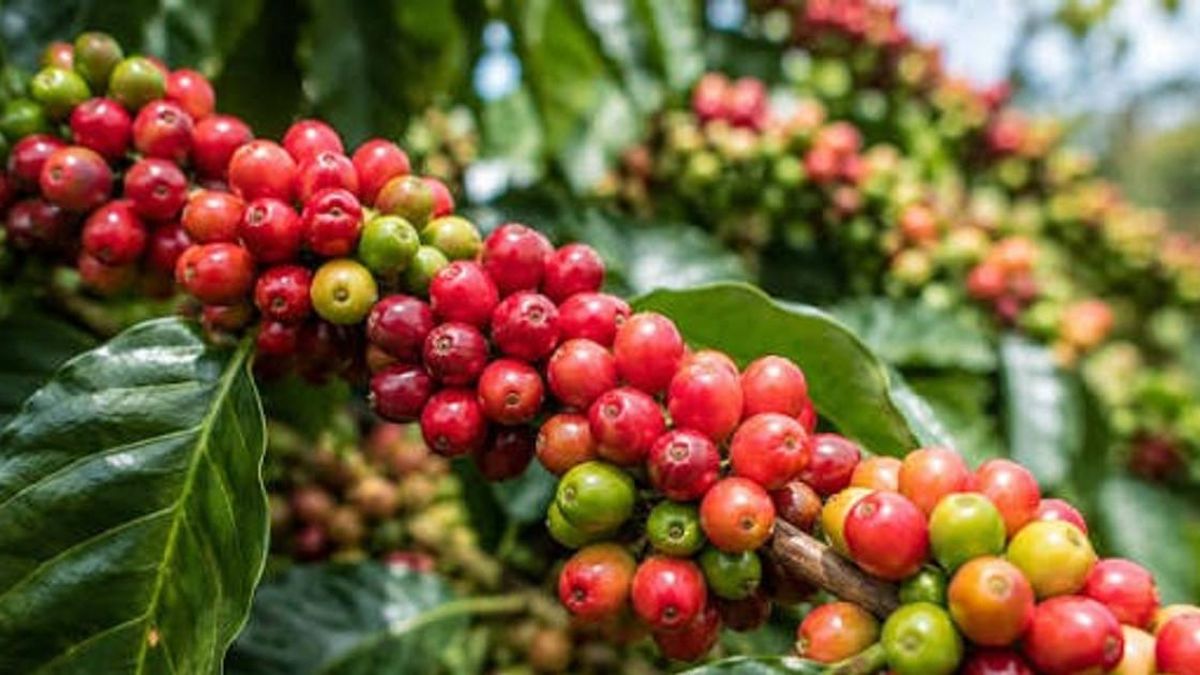 Giá cà phê hôm nay 14/8/2026: Lao dốc 1.500 đồng/kg, Lâm Đồng thủng mốc 95.000 - Báo Lâm Đồng