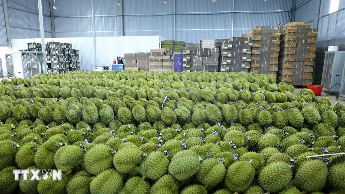 Đắk Lắk khai mạc khu trưng bày 400 gian hàng, kết nối ngành hàng sầu riêng - Báo VietnamPlus