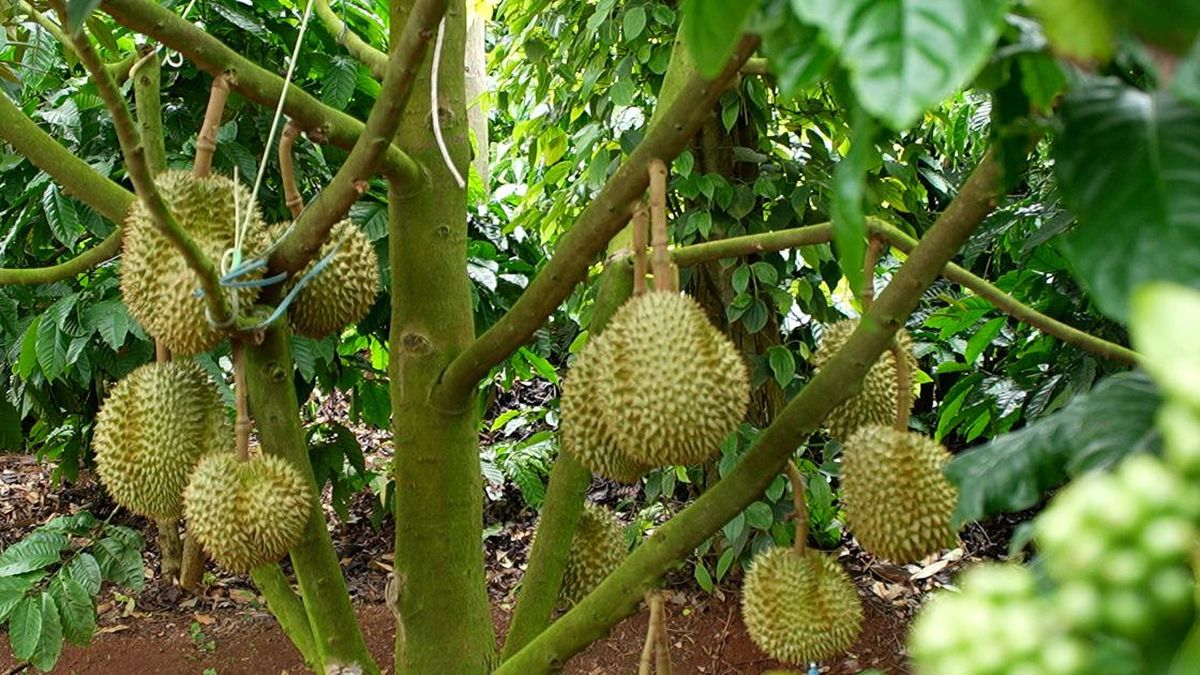 Gỡ điều kiện kinh doanh để nông sản bứt phá: Kỳ vọng từ nghị trường - Đại Biểu Nhân Dân