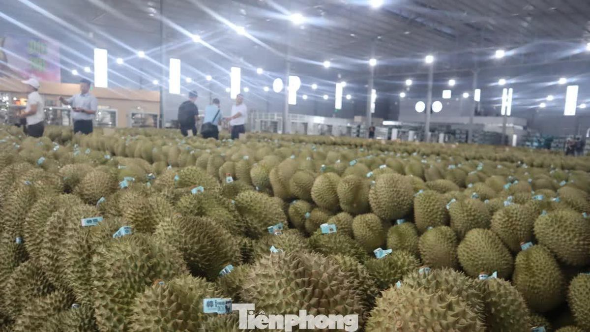 Cảnh báo cơn sốt tỷ đô: Đừng để sầu riêng một mình! - Báo Tiền Phong