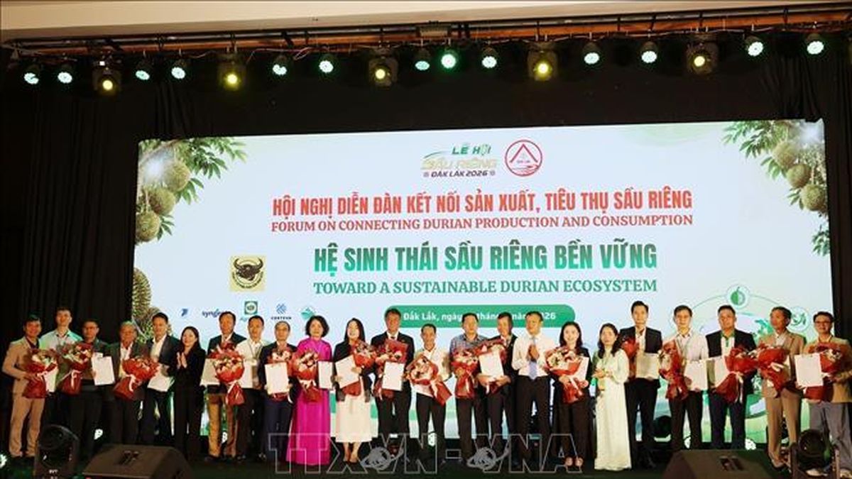 Kết nối sản xuất, tiêu thụ, xây dựng hệ sinh thái sầu riêng bền vững - Báo Tin Tức TTXVN