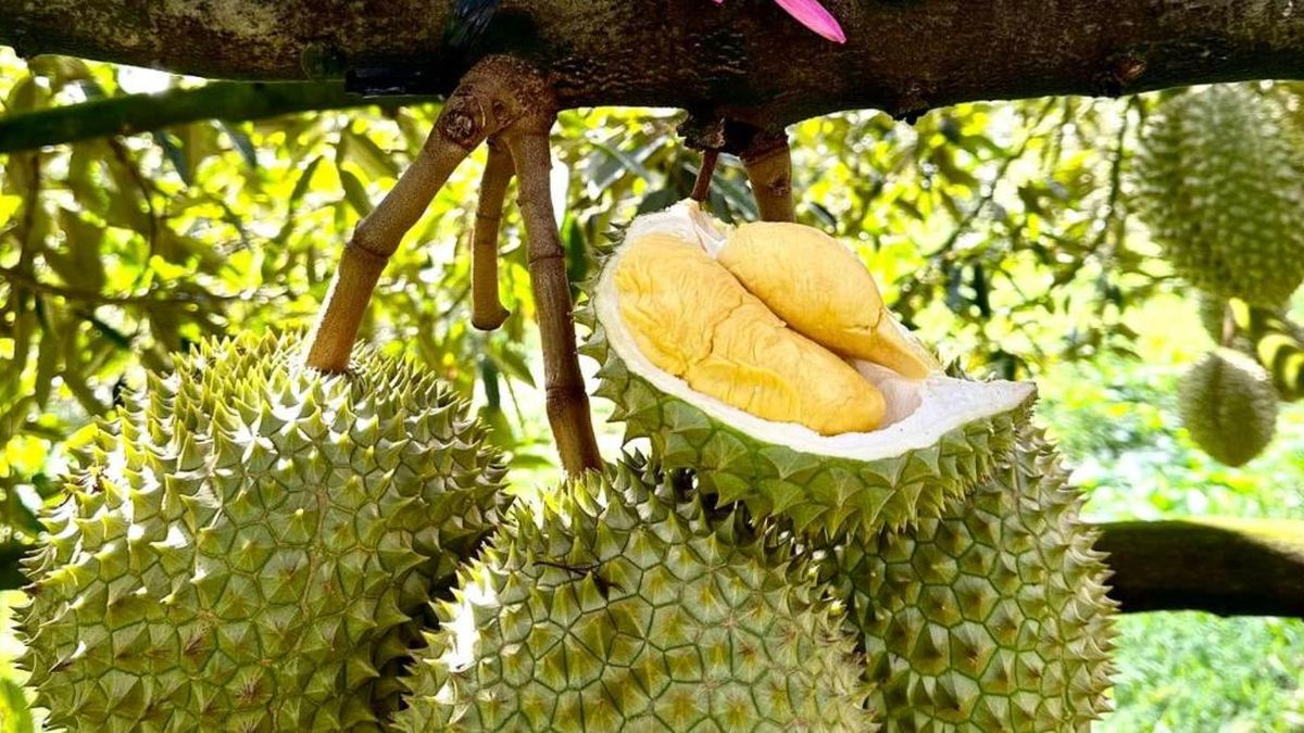 Sầu riêng Đắk Lắk trước cơ hội tỷ USD: Làm lớn phải tính đường dài - Báo VietnamNet