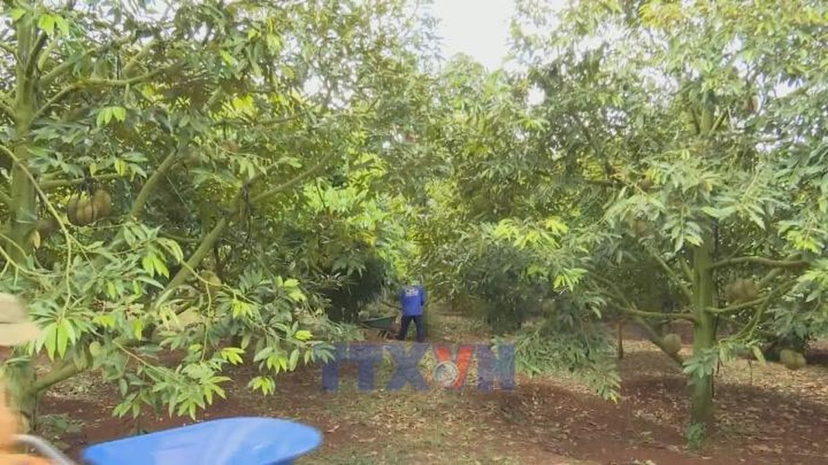 Tháo gỡ 'điểm nghẽn' về mã số vùng trồng cho ngành hàng sầu riêng - Bnews