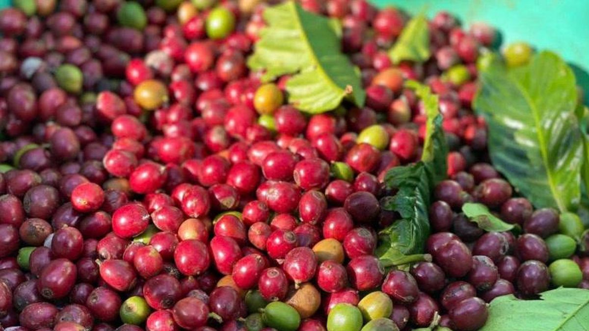 Bản tin nông sản hôm nay (18-8): Giá cà phê bật tăng trở lại, giá hồ tiêu đi ngang - Báo Quân Đội Nhân Dân