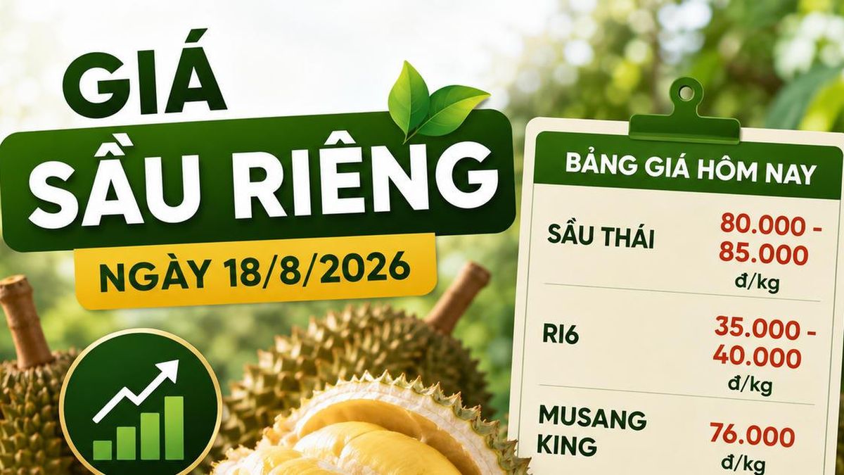 Giá sầu riêng ngày 18/8/2026: Sầu Thái đẹp lên 85.000 đồng/kg - Chuyên Trang Doanh nhân & Công lý - Báo Công Lý