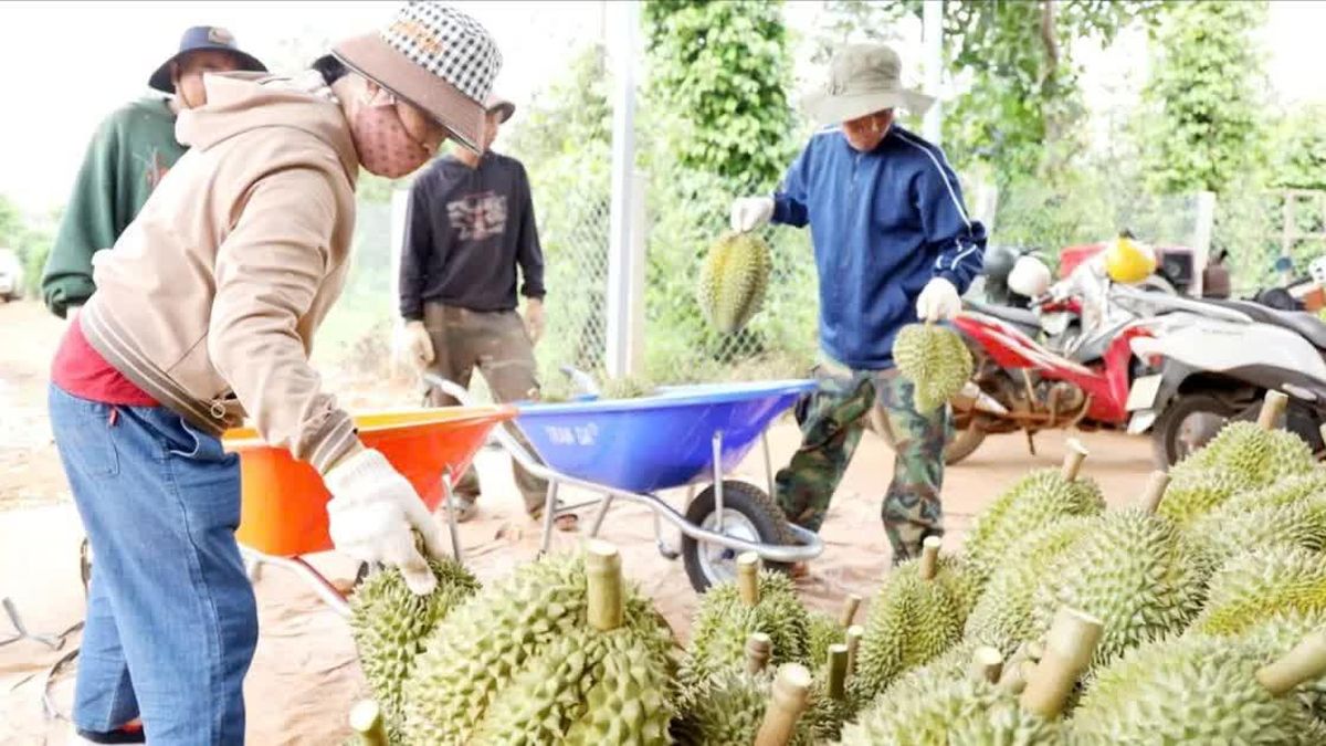 'Thông đường' xuất khẩu sầu riêng - Báo Sài Gòn Giải Phóng