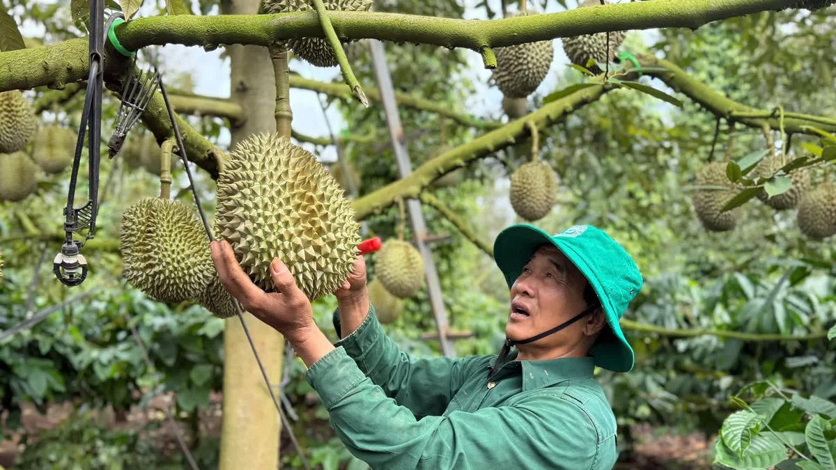 Sầu riêng xuất khẩu: Kết nối 'sợi dây vàng' tại thị trường tiềm năng Trung Quốc - Tạp chí Vnbusiness