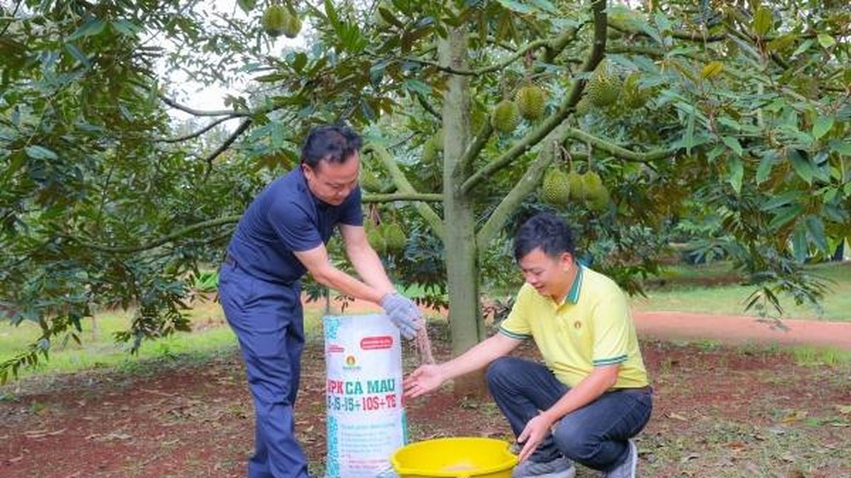 Bí quyết trồng sầu riêng cho nhiều trái loại A, lãi cao - Nông nghiệp Hữu cơ Việt Nam