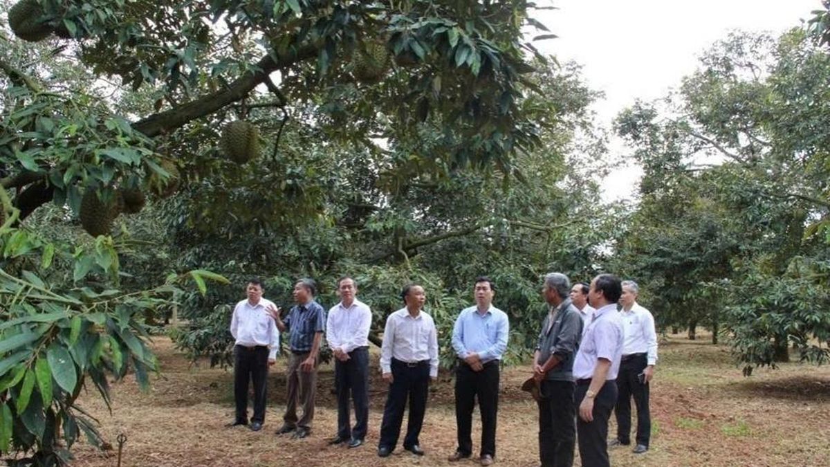 Doanh nghiệp Trung Quốc quan tâm đến điều gì tại Lễ hội Sầu riêng Đắk Lắk 2026? - Nông nghiệp Hữu cơ Việt Nam