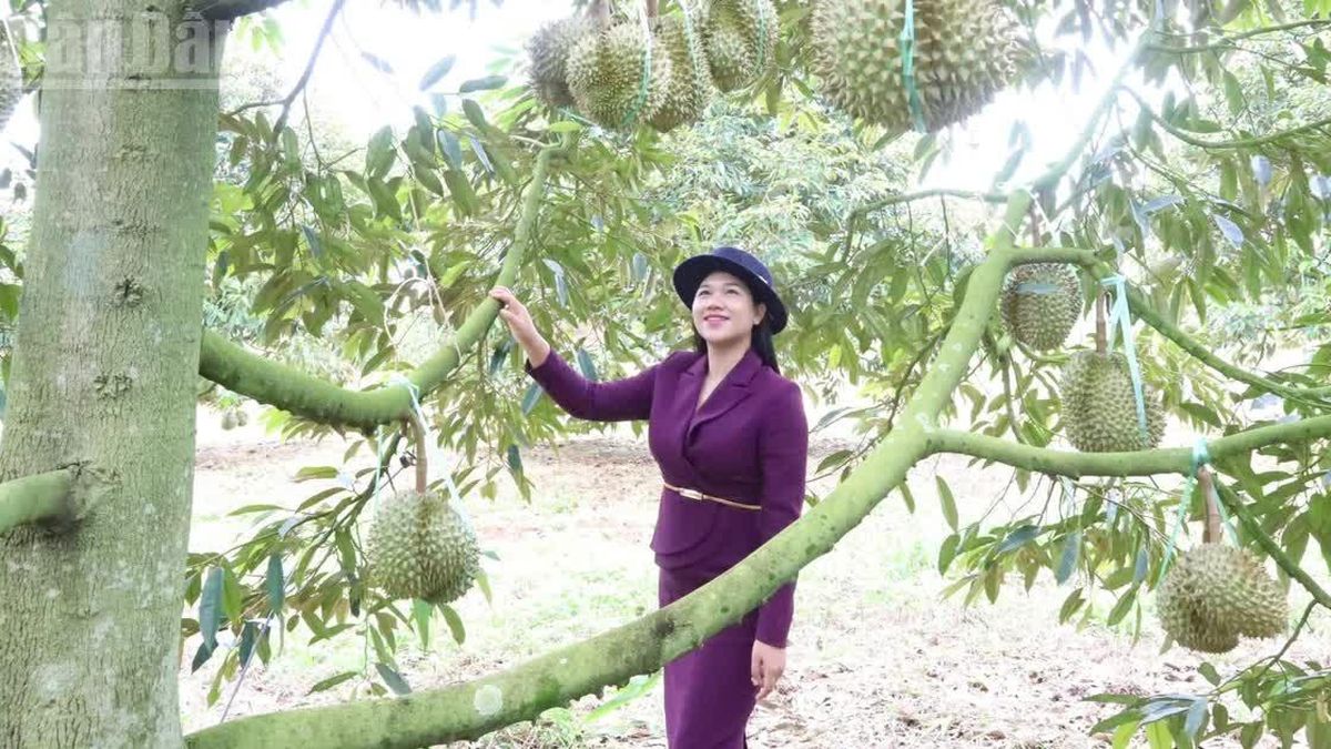 Trung Quốc phê duyệt thêm 140 mã số vùng trồng và 31 mã số cơ sở đóng gói cho sầu riêng Đắk Lắk - Báo Nhân Dân