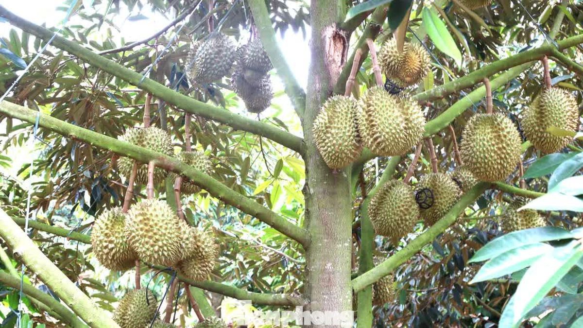 Nhận vơ vườn sầu riêng để lừa hơn 6 tỷ đồng - Báo Tiền Phong