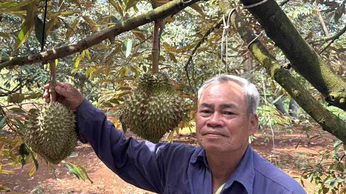 Trung Quốc phê duyệt 140 mã số vùng trồng, 31 mã đóng gói cho sầu riêng Đắk Lắk - Báo VietnamNet