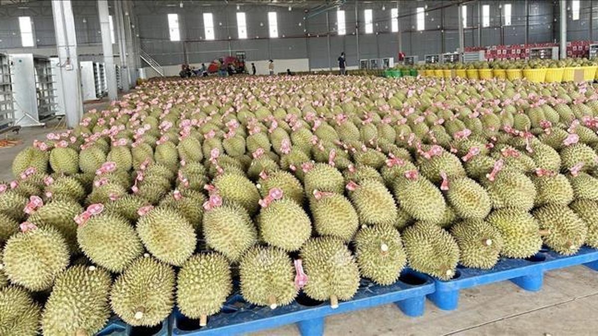 Trung Quốc phê duyệt 140 mã số vùng trồng cho sầu riêng Đắk Lắk - Báo Tin Tức TTXVN