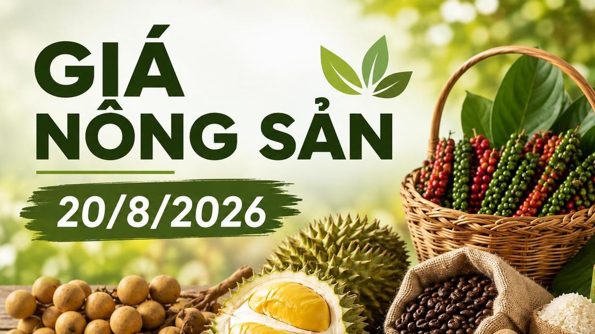 Giá nông sản hôm nay 20/8: Cà phê lên 98.500 đồng/kg, sầu riêng chênh tới 20.000 đồng/kg - Chuyên Trang Doanh nhân & Công lý - Báo Công Lý