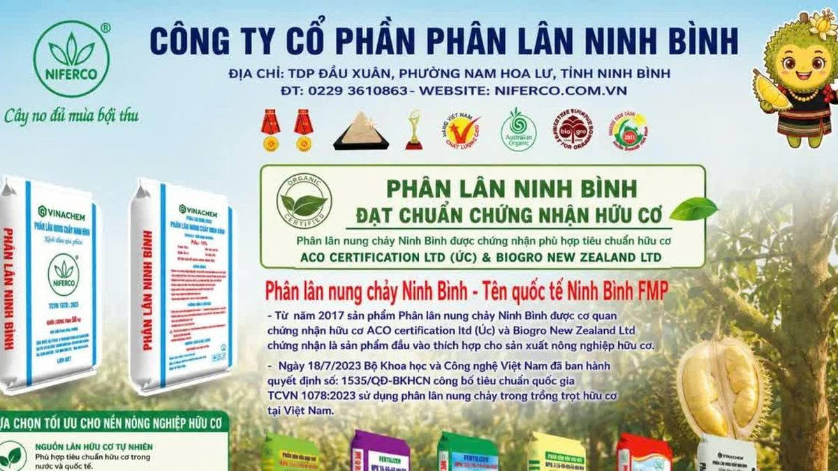 Phân lân Ninh Bình đồng hành cùng nhà vườn nâng giá trị sầu riêng Đắk Lắk - Báo Nhà báo và Công luận