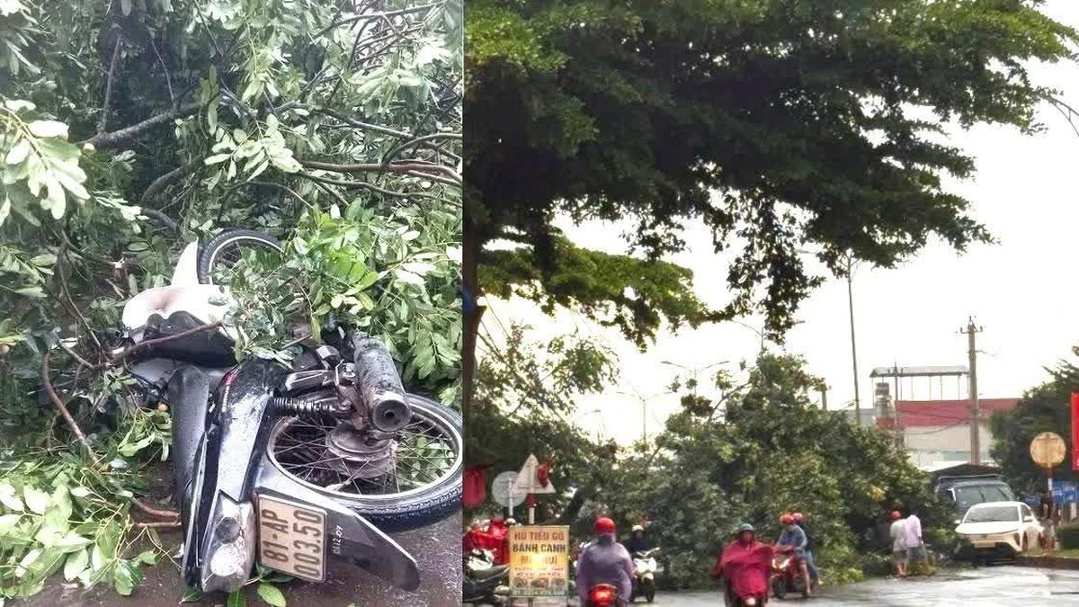 Người đàn ông bị cây xanh ngã đổ trúng tử vong - Báo Tiền Phong