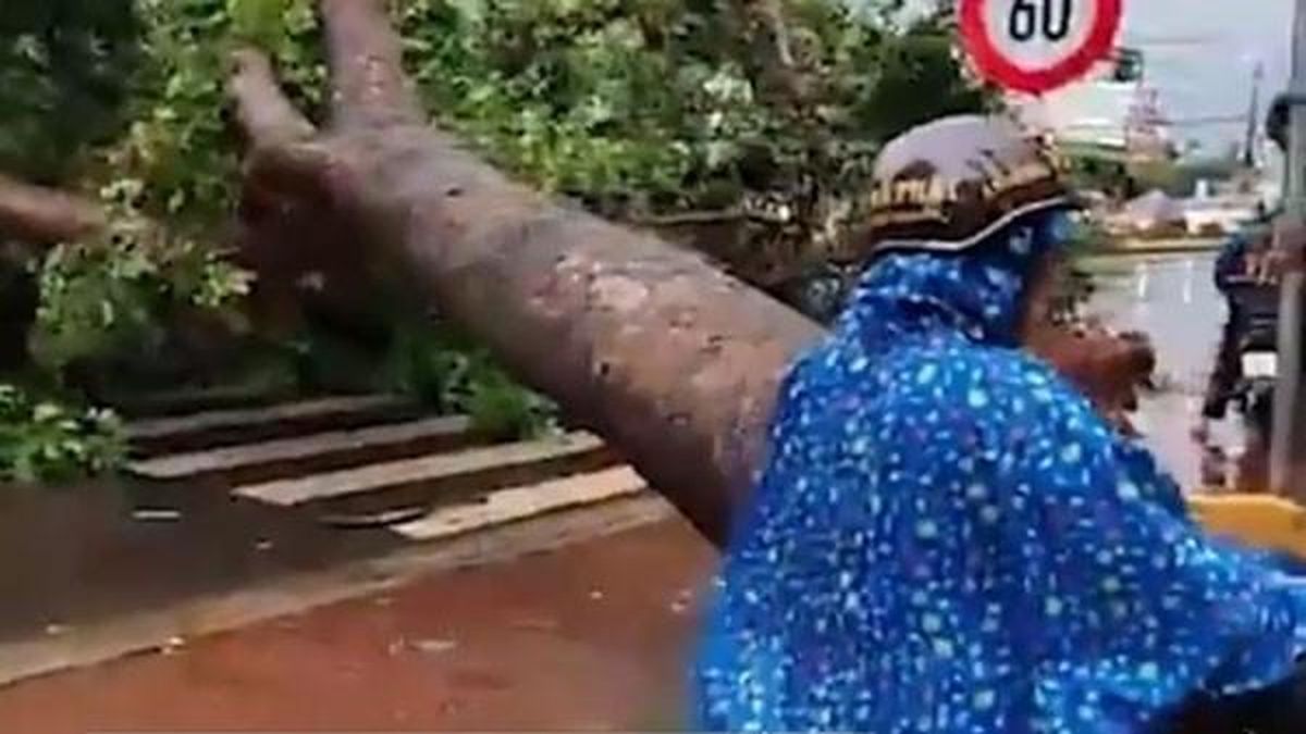 Hàng loạt cây xanh bị bật gốc khi mưa lớn kèm giông lốc quét qua Lâm Đồng, Đắk Lắk - Tạp chí Thương Gia