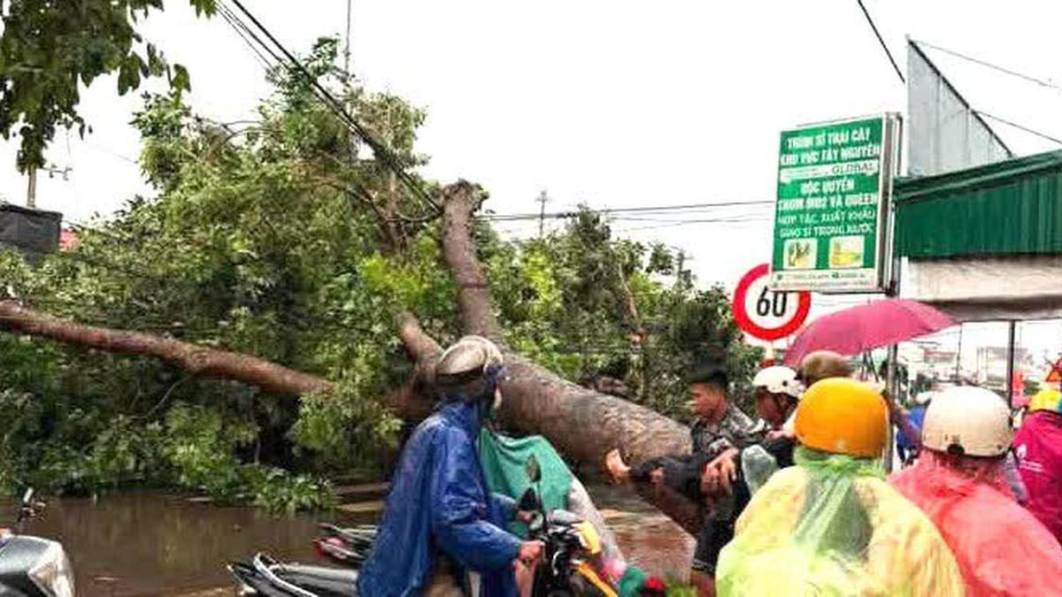 Đắk Lắk: Cây xanh bật gốc đè trúng người đi xe máy, nam thanh niên tử vong - Báo Xây Dựng