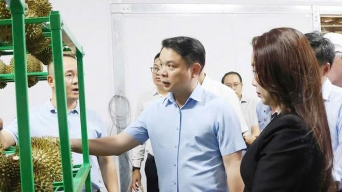 Tăng cường công tác truy xuất nguồn gốc sầu riêng xuất khẩu sang thị trường Trung Quốc - Nông nghiệp Hữu cơ Việt Nam