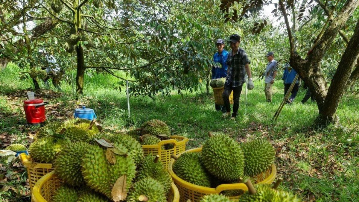 Đưa dòng vốn về vùng trồng, nâng sức cạnh tranh cho sầu riêng Việt - Báo Thời Báo Ngân Hàng