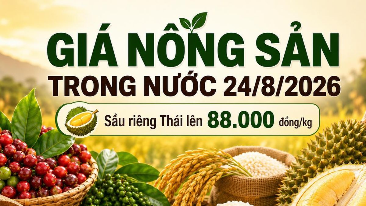 Giá nông sản trong nước 24/8: Sầu riêng Thái lên 88.000 đồng/kg, cà phê giữ vùng cao - Chuyên Trang Doanh nhân & Công lý - Báo Công Lý