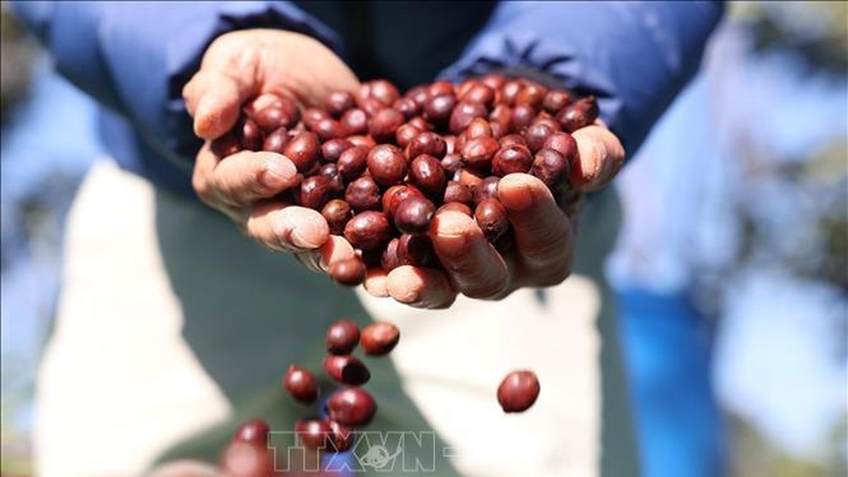 Bản tin nông sản hôm nay (25-8): Giá cà phê tăng nhẹ - Báo Quân Đội Nhân Dân