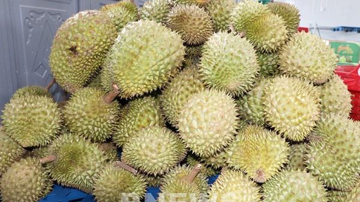 Thêm 171 mã số, sầu riêng Đắk Lắk tăng cơ hội xuất khẩu chính ngạch - Bnews