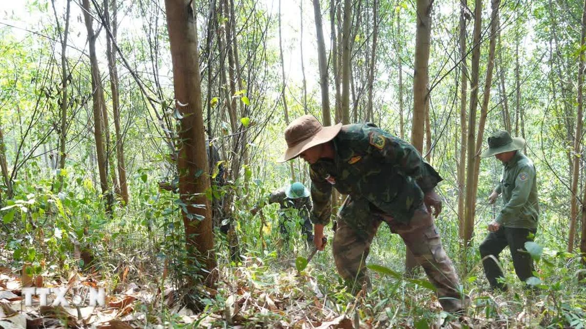 Đắk Lắk cảnh báo nguy cơ cháy rừng cực kỳ nguy hiểm do nắng nóng - Báo VietnamPlus