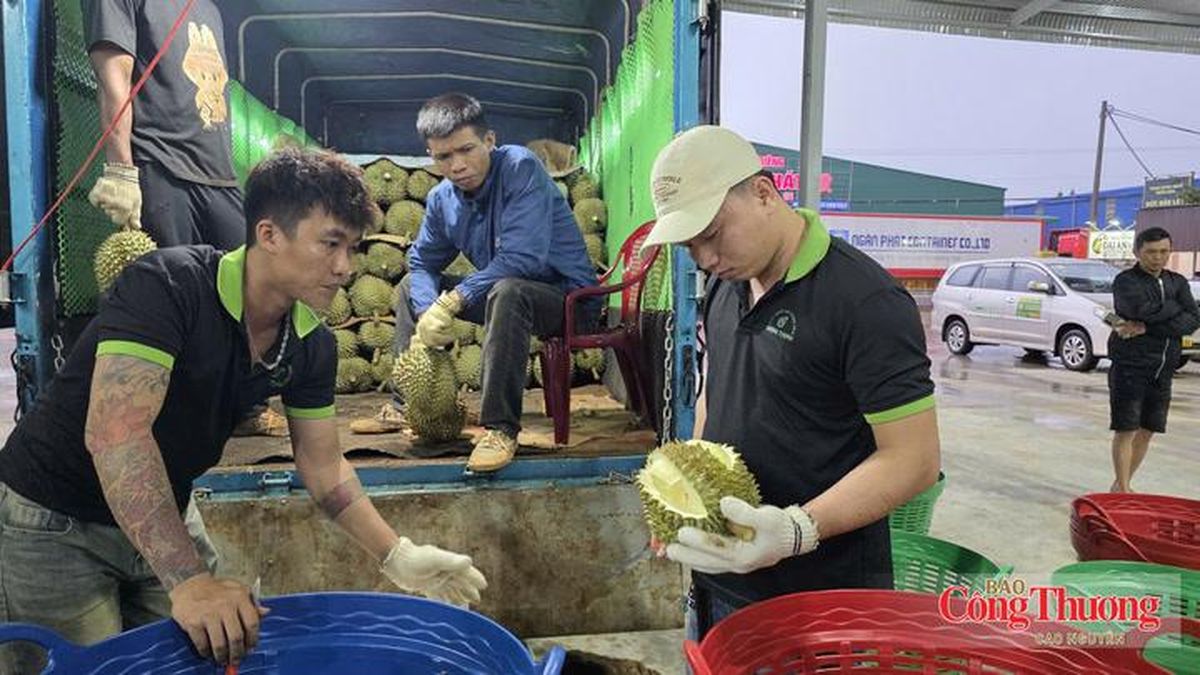 Đắk Lắk xây dựng 3 kịch bản tiêu thụ 500.000 tấn sầu riêng - Báo Công Thương