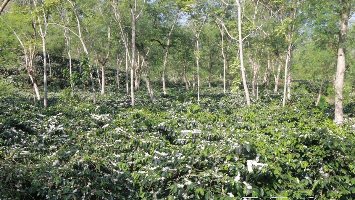 Sức sống vùng cà phê Mường Ảng - Báo Điện Biên Phủ