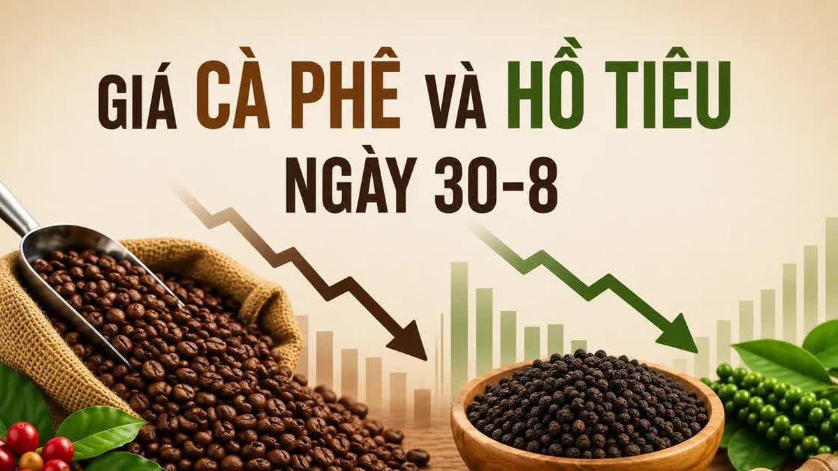 Ngày 30-8: Cà phê tiếp tục giảm, hồ tiêu mất 1.000-1.500 đồng/kg - Báo Gia Lai