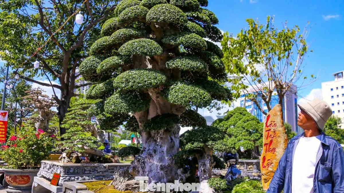 Cây duối cổ trăm tuổi khoe dáng ở phố biển Gia Lai - Báo Tiền Phong