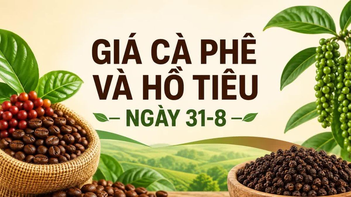 Giá cà phê, hồ tiêu ngày 31-8: Đi ngang sau phiên giảm mạnh - Báo Gia Lai
