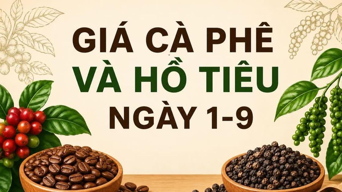Ngày 1-9, giá cà phê tăng 400 đồng/kg, hồ tiêu đi ngang - Báo Gia Lai
