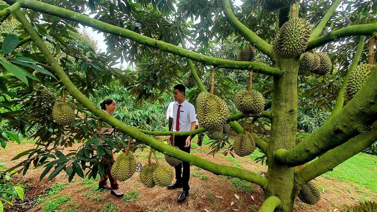 Nông sản Đắk Lắk: Từ 'vựa hàng' đến trung tâm giá trị toàn cầu - Báo Thời Báo Ngân Hàng